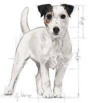 royal canin shn - Royal Canin SHN Mini Ageing +12 1.5kg - 2 nuotrauka