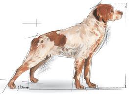royal canin medium adult - Royal Canin SHN Medium Adult 7 Plus 4kg - 2 nuotrauka