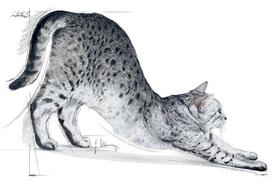 royal canin indoor - Royal Canin FHN Indoor 10kg - 2 nuotrauka