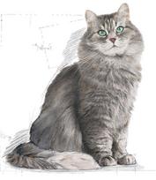 royal canin sensible - Royal Canin FHN Sensible 10kg - 2 nuotrauka