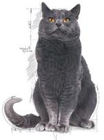 cata - Royal Canin FHN Ageing Sterilised +12 2kg - 2 nuotrauka