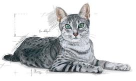 royal canin indoor - Royal Canin FHN Indoor +7 1.5kg - 2 nuotrauka