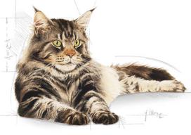 meskenas - Royal Canin Maine Coon Adult 4kg - 2 nuotrauka