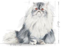sausas kaciu maistas 10kg - Royal Canin FBN Persian 10kg - 2 nuotrauka