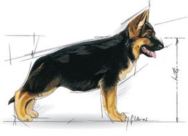 vistiena - Royal Canin Maxi Puppy sausas maistas šunims 15 kg - 2 nuotrauka