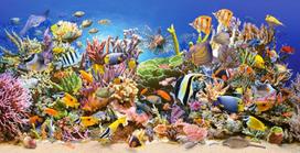 puzzle 4000 - Castorland Puzzle Underwater Life 4000pcs - 2 nuotrauka