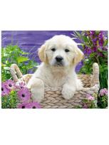 auksaspalvio retriveris - Ravensburger Puzzle Sweet Golden Retriever 500pcs 14829 - 2 nuotrauka