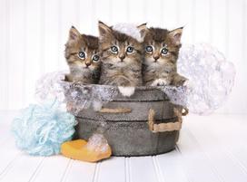 Clementoni Puzzle High Quality Collection Kittens And Soap 500pcs 683676