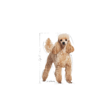 pudelis - Royal Canin Poodle Adult 1,5 kg - 2 nuotrauka