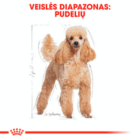 pudelis - Royal Canin Poodle Adult 1,5 kg - 3 nuotrauka