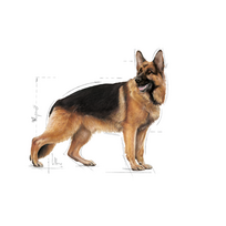 royal canin medium adult - Royal Canin Maxi Adult 4 kg - 3 nuotrauka