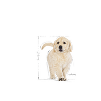 auksaspalvio retriveris - Royal Canin golden Retriever Junior 12 kg - 2 nuotrauka