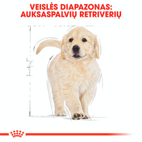 auksaspalvio retriveris - Royal Canin golden Retriever Junior 12 kg - 7 nuotrauka