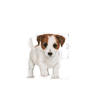 royal canin puppy mini - ROYAL CANIN MINI PUPPY 2kg. sausas maistas šunims - 2 nuotrauka