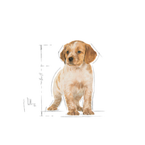 sunu maistas - ROYAL CANIN Medium Puppy, 4 kg - 2 nuotrauka