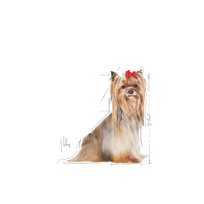 sausas maistas jorksyrams - ROYAL CANIN Yorkshire Terrier Adult 8+ 0,5 kg sausas maistas suaugusiems Jorkšyro terjerams, vyresniems nei 8 metai - 1 nuotrauka