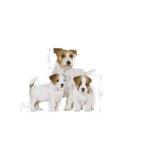 starteris maistas - ROYAL CANIN Mini Starter Mother&Babydog 1kg - 3 nuotrauka
