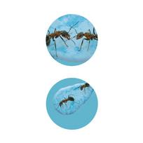 skruzdeles - Buki France Nature Ants Mini World - 5 nuotrauka