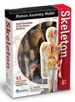 skeletas zaislai - Anatomijos modelis LR skeletas - 1 nuotrauka