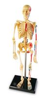 skeletas zaislai - Anatomijos modelis LR skeletas - 2 nuotrauka