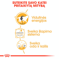 royal canin british - ROYAL CANIN British Shorthair Adult konservas, 12x85g (Padažas) - 6 nuotrauka