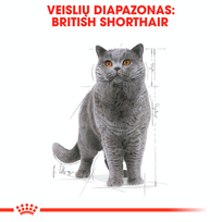 royal canin british - ROYAL CANIN British Shorthair Adult konservas, 12x85g (Padažas) - 8 nuotrauka