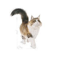 canin royal canin 7 - ROYAL CANIN Instinctive   7 konservas (Padažas), 12x85g  - 1 nuotrauka