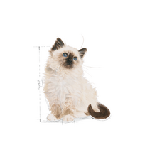 ROYAL CANIN Kitten konservas (Padažas), 12x85g 