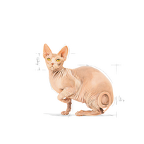 sfinksa - Royal Canin Sphynx Adult 2 kg - 3 nuotrauka