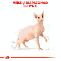 sfinksa - Royal Canin Sphynx Adult 2 kg - 4 nuotrauka