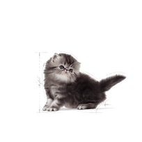royal canin persian - Royal Canin Kitten Persian 2 kg - 3 nuotrauka