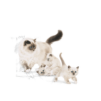 royal canin babycat - Royal Canin Babycat 34 4 kg - 2 nuotrauka