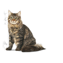 suaugusiesiems, - Royal Canin Urinary Care 4 kg - 3 nuotrauka