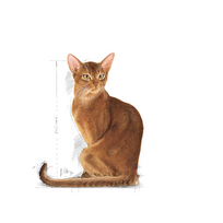 royal canin sausas maistas katems - Royal Canin Exigent Protein Preference 42 2 kg - 3 nuotrauka