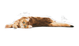 digestive - Royal Canin Digestive Care 4 kg - 3 nuotrauka