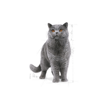 sausas kaciu maistas royal canin british shorthair adult - ROYAL CANIN British Shorthair Adult 400g - 3 nuotrauka