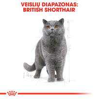 sausas kaciu maistas royal canin british shorthair adult - ROYAL CANIN British Shorthair Adult 400g - 4 nuotrauka