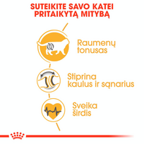 sausas kaciu maistas royal canin british shorthair adult - ROYAL CANIN British Shorthair Adult 400g - 6 nuotrauka
