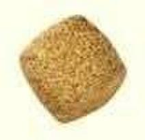 maistas sterilizuotom katem - Royal Canin Neutered Satiety Balance 3,5 kg Adult - 2 nuotrauka