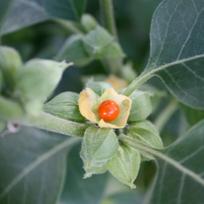 ashwagandha - Ašvaganda Planet Ayurveda, 60 kapsulių - 1 nuotrauka