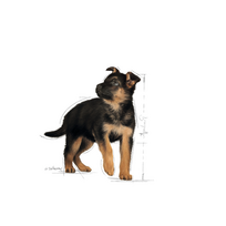 royal canin maxi puppy - ROYAL CANIN Maxi Puppy, 10x140 g - 3 nuotrauka