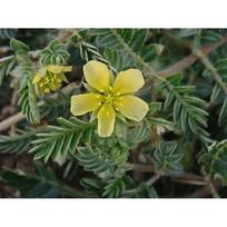 Pirkti  Himalaya Tribulus (Gokshura) 60 Kapsulių - Photo 4