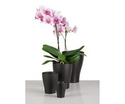 vazonai orchidejoms - Keraminis vazonas Scheurich, Ø14 cm - 2 nuotrauka