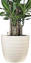 keraminiai vazonai - Keraminis vazonas Scheurich Creme, Ø25 cm - 2 nuotrauka
