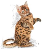 sterilised cat food - ROYAL CANIN Kitten Sterilised 3.5 kg - 2 nuotrauka