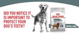royal canine dental - ROYAL CANIN Maxi Dental Care 9 kg - 4 nuotrauka