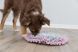 zaislai suniems - Uostymo kilimėlis Trixie Junior Sniffing Carpet, rožinė/pilka/žydra - 9 nuotrauka