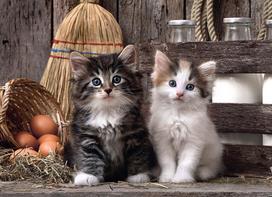 clementoni puzzle 1000 - Clementoni Puzzle Lovely Kittens 1000pcs 39340 - 2 nuotrauka
