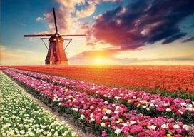 puzzle 1500 - Dėlionė Educa Borras Tulips Landscape 18465, 1500 vnt. - 2 nuotrauka