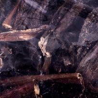 dziovinta jautiena - SN Dried Beef Stomach 500g - 3 nuotrauka